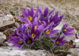 Pulsatilla vulgaris Violet Bells / Tavaszi kökörcsin